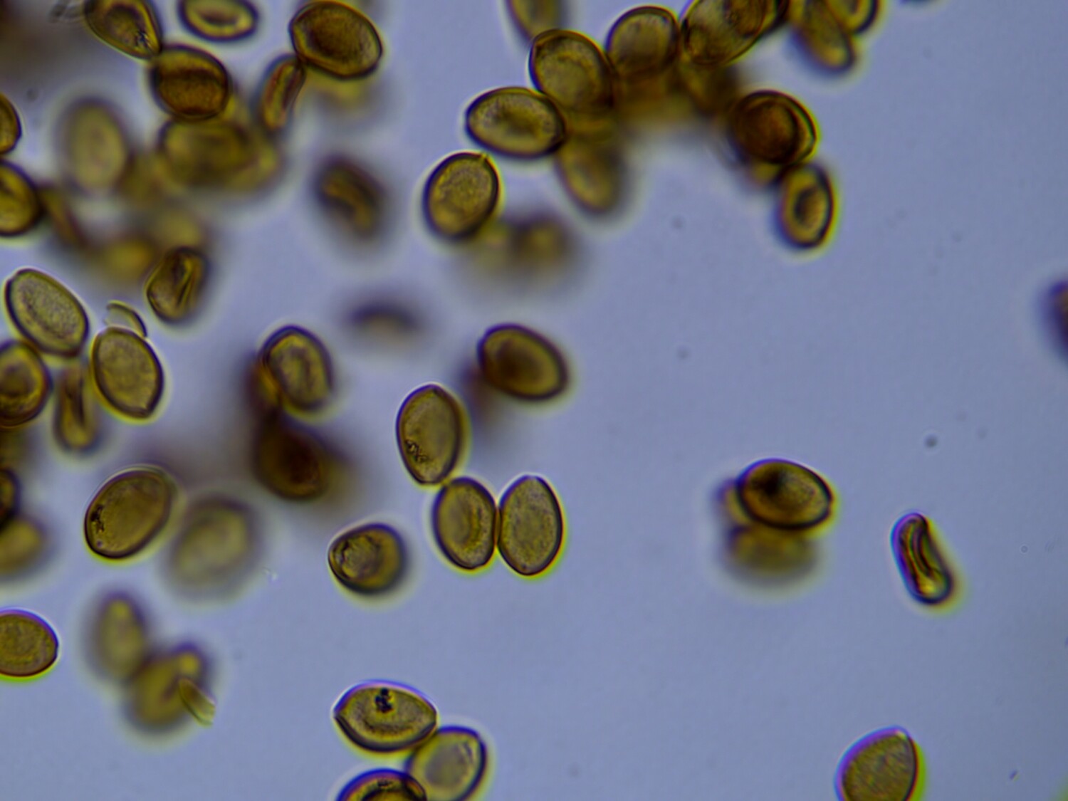 mushroom Spores microscopy cubensis