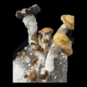 Image of extremely large mushrooms on a mycelium cake. Blond and Brown Caps the size of a hand.