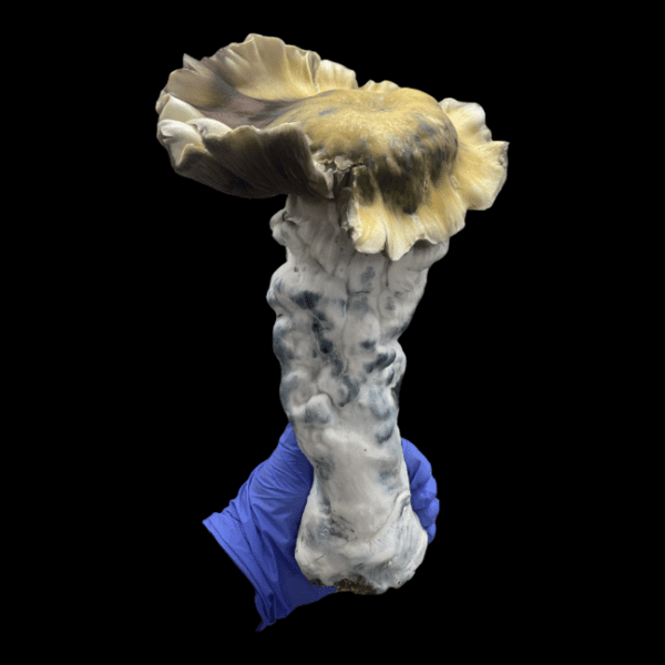 Image of extremely large mushroom. VDR is a cross between Melmac and OB1.