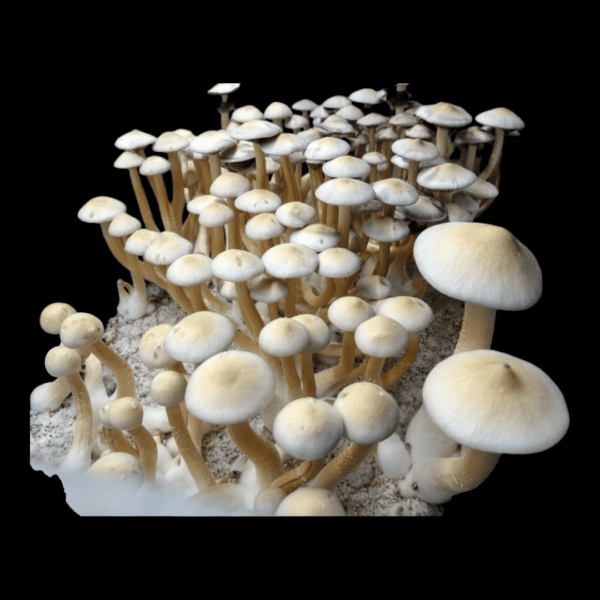 White Golden Teacher, Spore Syringe, Spores, Long Term Storage, Mushrooms, Study, Mycology