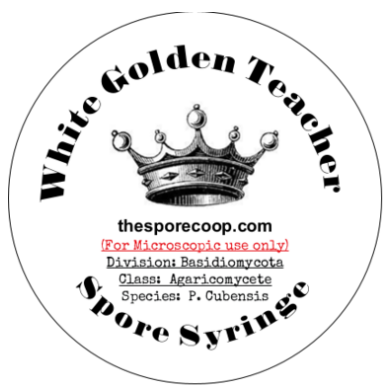 white golden teacher spore syringe