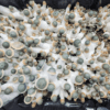 Penis Envy Uncut mushroom spores