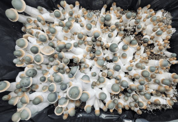 Penis Envy Uncut mushroom spores