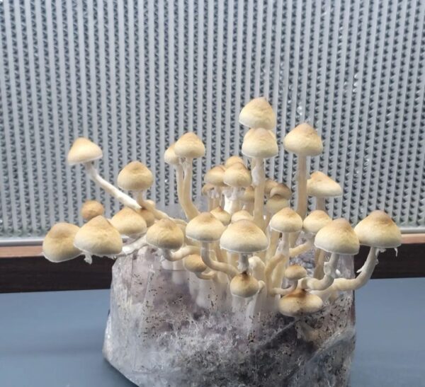 San Bernard Wild Texas Mushroom Spores