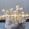San Bernard Spore Print Texas Wild Mushroom Spores