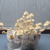 San Bernard Wild Texas Mushroom Spores