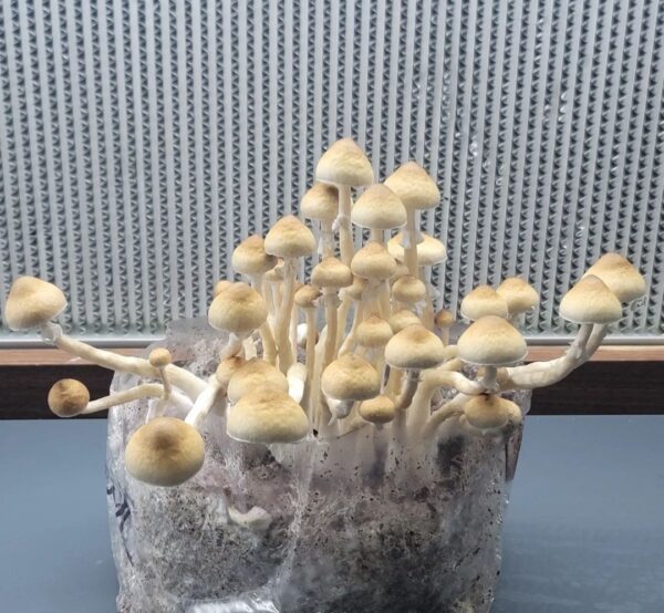 San Bernard Wild Texas Mushroom Spores