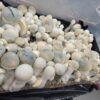 Iceberg, spore. spores, spore swab, albino