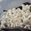 Iceberg, spore. spores, spore swab, albino