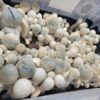 Iceberg, Spore, Spores. Spore Swab, Albino