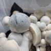 Iceberg, spore. spores, spore swab, albino