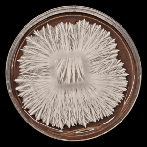 Apehilly Bumpkin Isolated Petri Dish Plate. Tan agar with white mycelium.