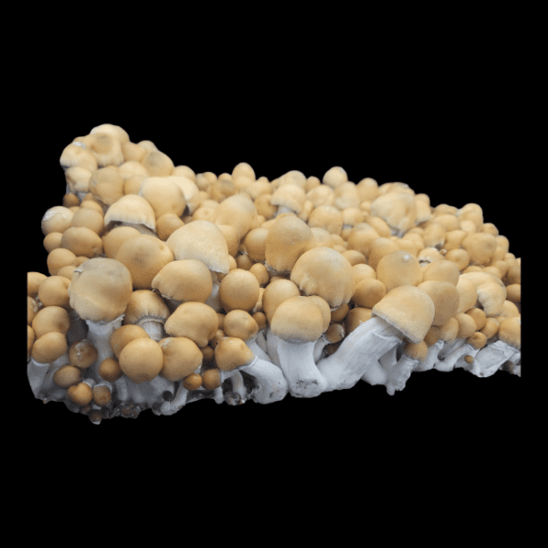 Apehilly Bumpkin Large Mushroom Flush. Large Blond Cap Mushrooms.