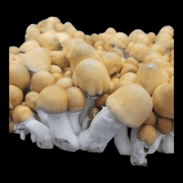 Apehilly Bumpkin Large Mushroom Flush. Large Blond Cap Mushrooms.