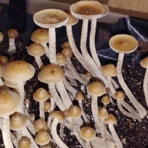 P. Zapotecorum, psilocybe, mushroom spores, holy grail