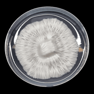 Petri Dish with beautiful white mycelium.