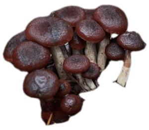 Gymnopilus Aeruginosa, Spore, Wild, Landrace, Spore Print