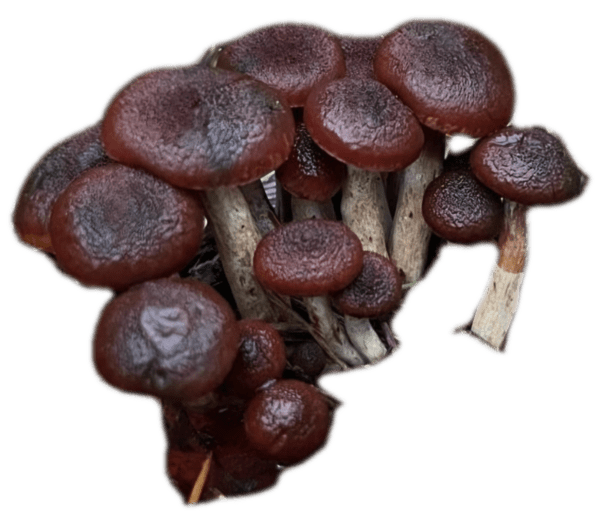 Gymnopilus Aeruginosa, Spore, Wild, Landrace, Spore Print