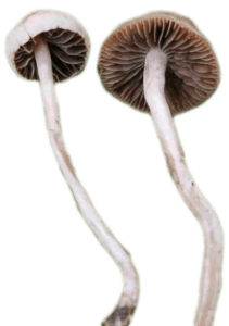 Panaeolus Cinctulus, Wild, Landrace, Spore, spores, spore print
