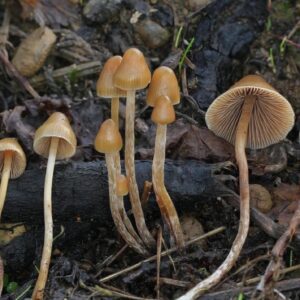 P. Pelliculosa, wild, landreace, spore, spores, spore print