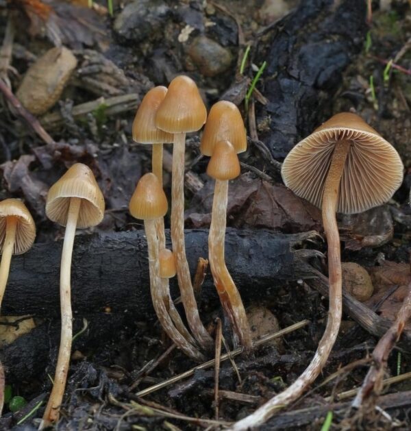 P. Pelliculosa, wild, landreace, spore, spores, spore print