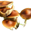 P. Subaeruginosa Wild Spore Print - Rare Australian Wood-Loving Psilocybe Spores.