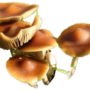 Psilocybe subaeruginosa