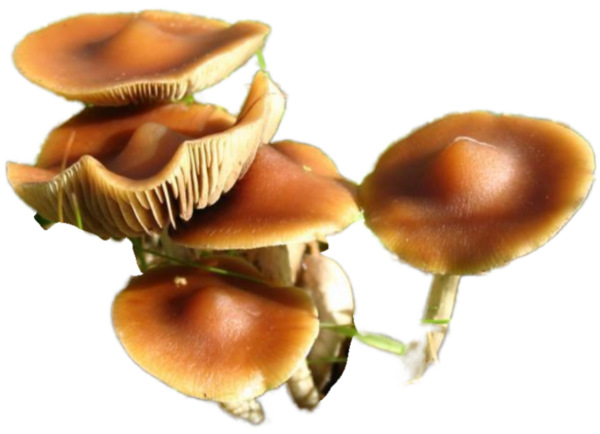 P. subaeruginosa, wild, landrace, spores, spore print