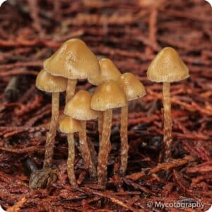 Psilocybe Pelliculosa Wild Spore Print