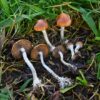 P. Subaeruginosa Wild Spore Print - Rare Australian Wood-Loving Psilocybe Spores.