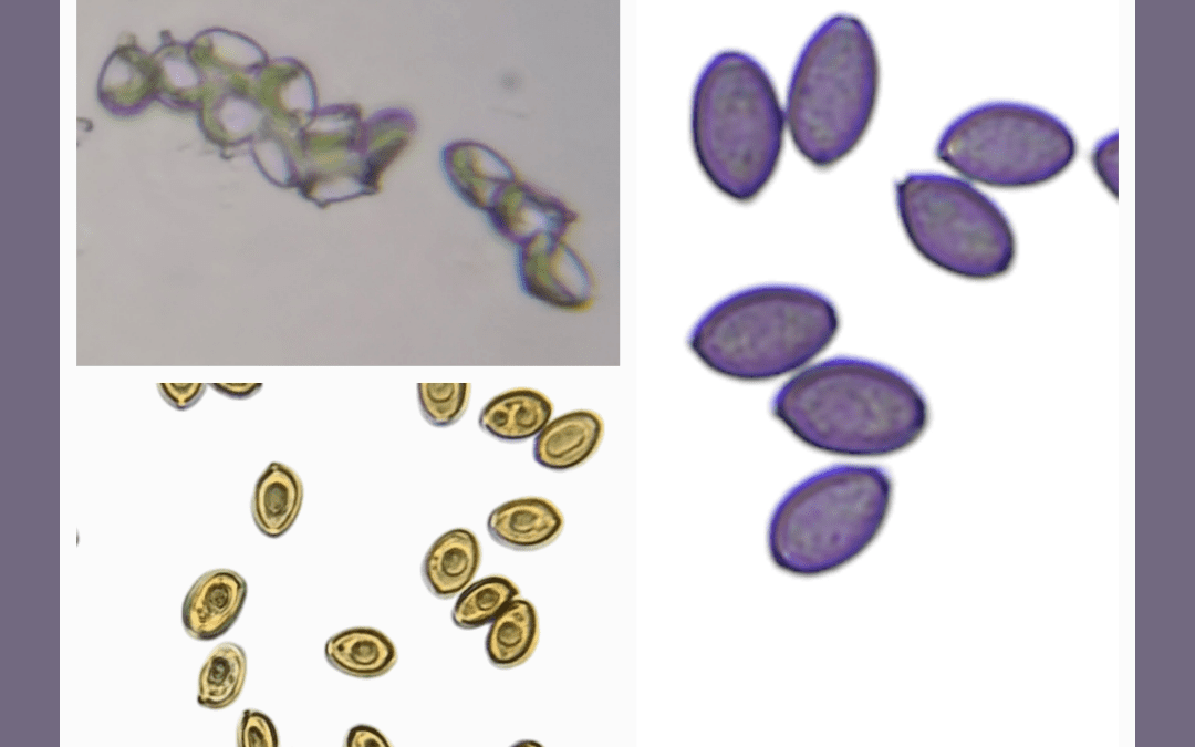 Discover Different Colored Psilocybe Cubensis Spores