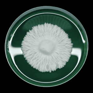 PE OG Isolated Plate, Image of green agar with white mycelium