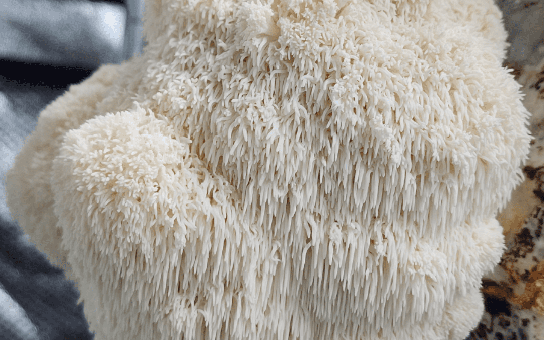 How to make Lions Mane substrate