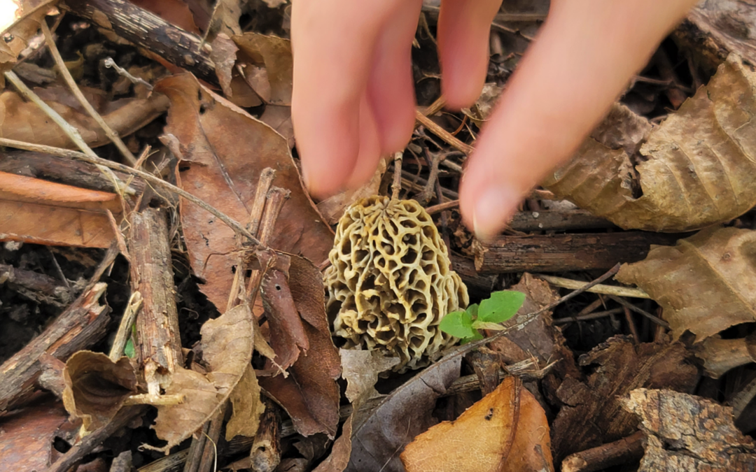 6 Essential Mushroom Foraging Tips for Beginners