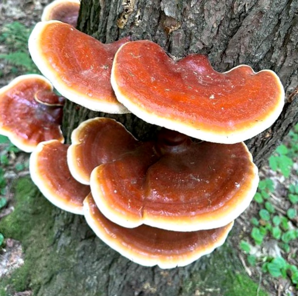 Ganoderma