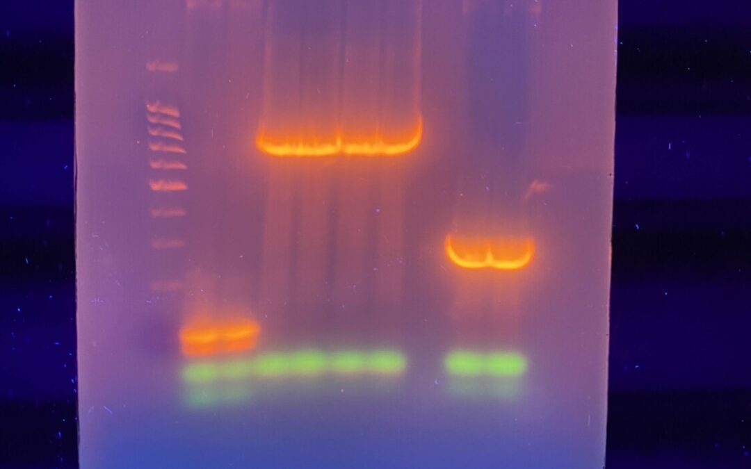 Exploring the Hidden World: How MycoCosm is Revolutionizing Fungal Genomics