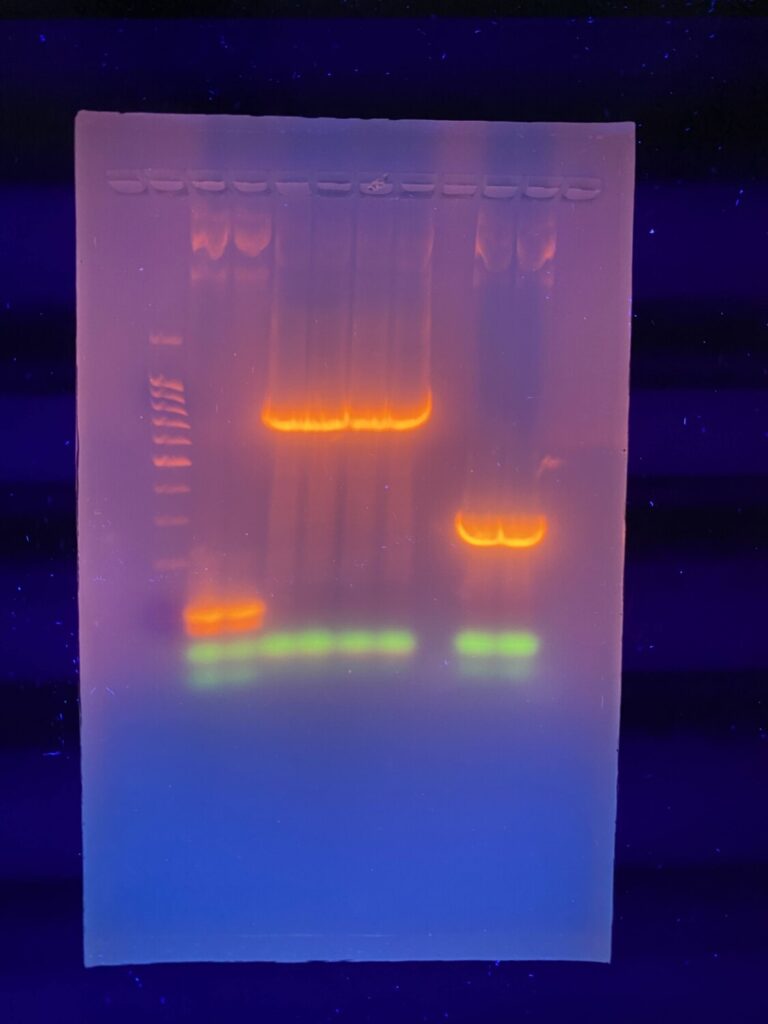 Agarose gel electrophoresis in UV light