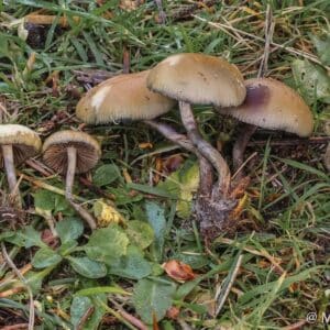 Psilocybe allenii