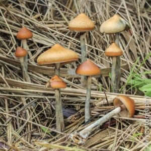 Psilocybe azurescens