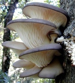 Blue Oyster Mushroom