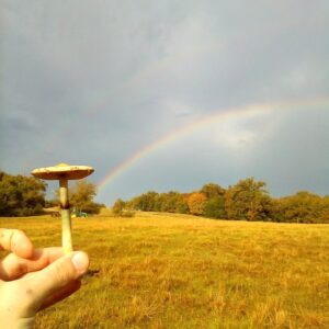 Psilocybe cubensis