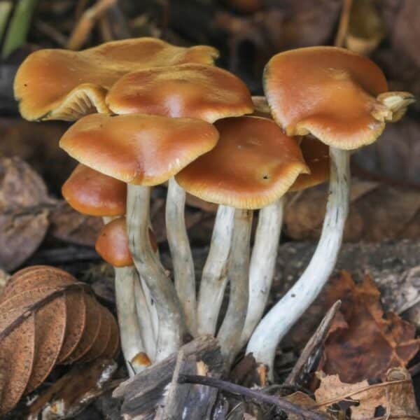 Psilocybe Cyanescens Spore Print - Wavy Cap Mushroom Spores.