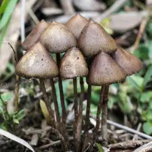 Psilocybe Semilanceata