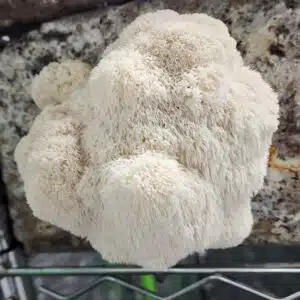 Hericium