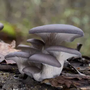 Oyster mushroom