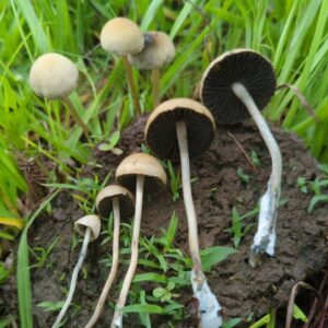 Panaeolus