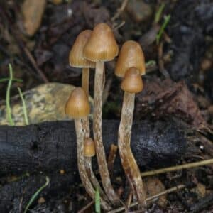 Psilocybe peliculosa