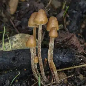 Psilocybe peliculosa