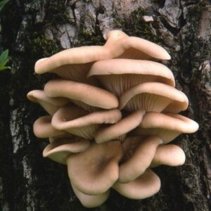 Phoenix oyster mushrooms growing on a tree