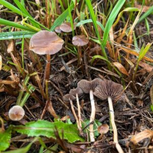 Psilocybe stuntzii